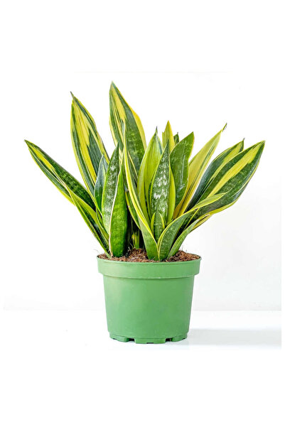 körfezgardens Sarı Paşa Kılıcı - Sansevieria Trif. Gold Flame 30-40cm