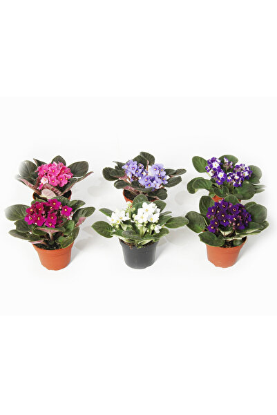 The Best Online Sevgililer Gününe, Sevgiliye Özel Afrika Menekşesi, 5 Adet, S...