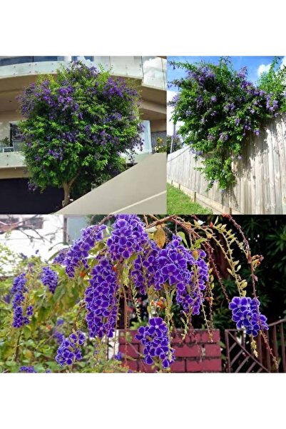 körfezgardens Duranda Bitkisi Ağaç Menekşesi