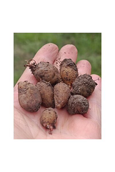 ŞİFAGIDA Salep Yumrusu 10ad