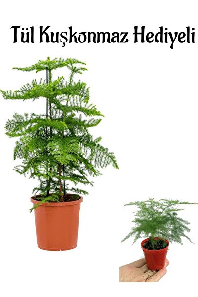 Bitkim Sende İnce Yapraklı Salon Çamı Sevgililer Gününe Özel Tül Kuşkonmza HE...