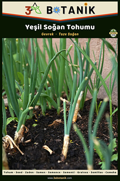 3A BOTANİK Yeşil Taze Soğan Tohumu, Yerli ve Sürdürülebilir Tohum, 5 Gram Soğ...