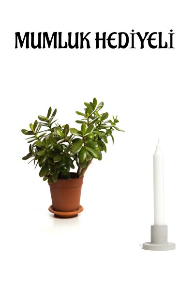 Bitkim Sende Öğretmenler Gününe Özel Parlak Yapraklı Para Çiçeği Mumluk Hediyeli