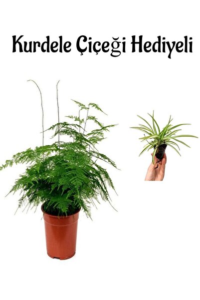 serada decor & plant Tül Kuşkonmaz Bitkisi Sevgililer Gününe Özel Hediyelik K...