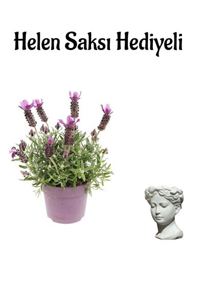 Bitkim Sende Yogun Kokulu Lavanta Çiçeği Fidanı Sevgililer Gününe Özel Helen ...