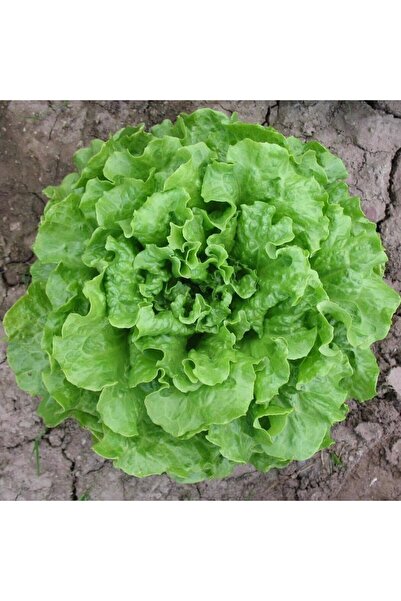 Ziraat Evim Kıvırcık Marul Tohumu 1000 Adet