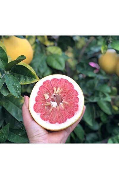 ARI ORGANIC Pamelo (Şadok) Meyvesi 1 Adet