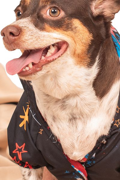 petadora Dog Coat Raincoat Coat Dog Coat Dog Apparel Dog Raincoat