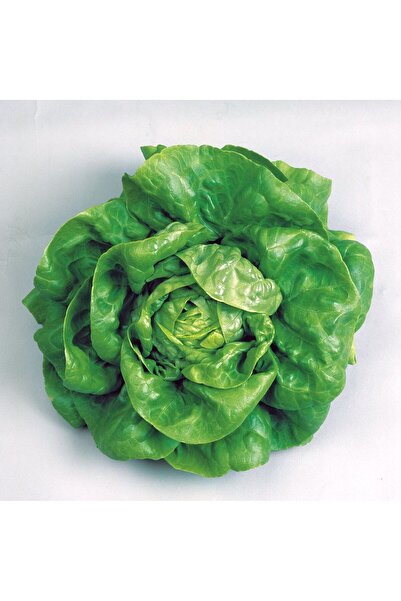 Ziraat Evim Yerli Tereyağlı Şemikler Kıvırcık Marul Tohumu 500 Adet