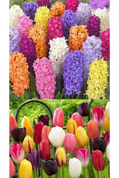 LOBELYA TOHUMCULUK Karışık Renk Lale Ve Sümbül Soğanı-6 Adet