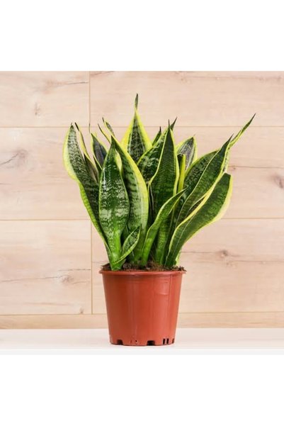 körfezgardens İthal Paşa Kılıcı 1.5 litre Saksı boyu 35 cm Uzunluk