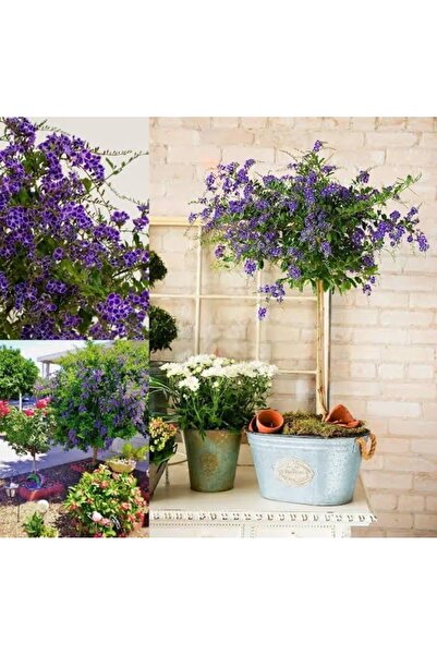 körfezgardens Ağaç menekşesi, mükemmel form saksılı