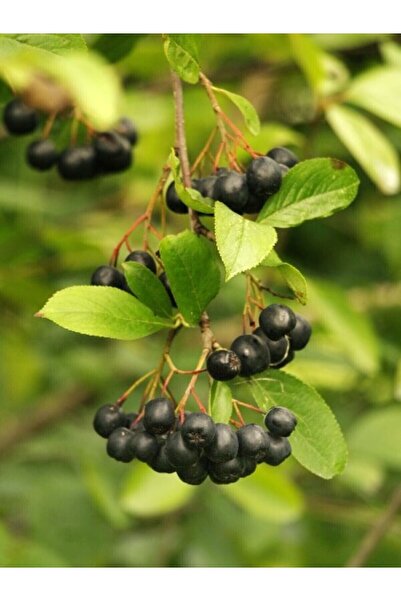Taze Dükkan Yerli Tarım Taze Aronya (aronia. Chokeberry) 1000gr