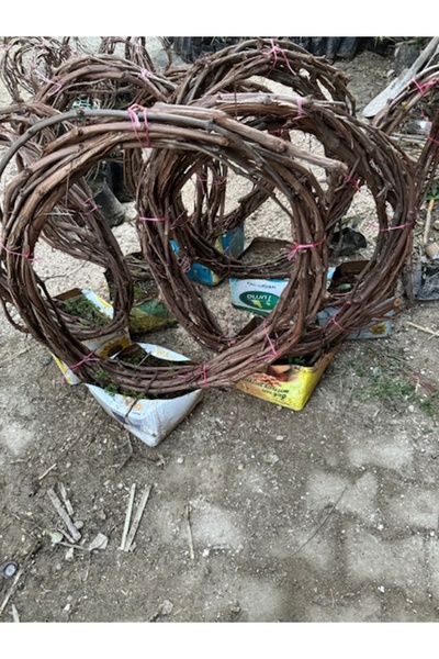 ASES 4 YAŞ 5/7 M BOY CARDİNAL ÜZÜM FİDANI