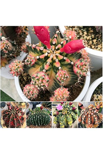 TULIN Gymnocalycium M. Sepia A/Sepia B/Red Cat/Sugar Candy/Chalee özel tür ka...