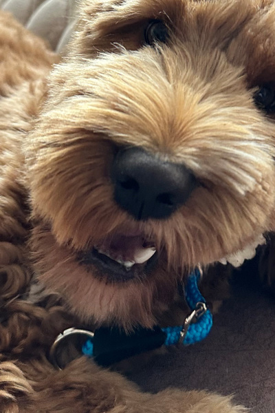 PETSWUU Stoperli Ayarlanabilir Boğma Köpek Antreman İtaat Boyun Tasması