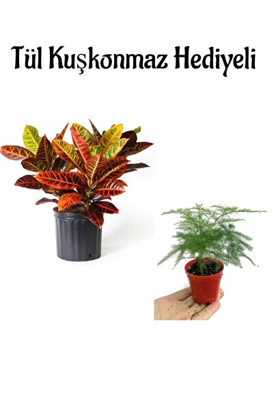 serada decor & plant Harika Yapraklarıyla Kraton Çiçeği Anneler Gününe Özel T...