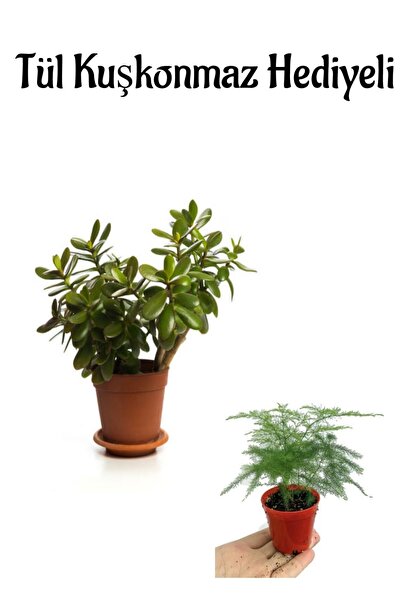 serada decor & plant Hediyelik Parlak Yapraklı Şans Para Ağacı Fidanı Tül Kuş...