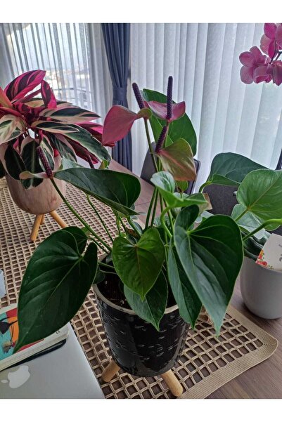 Fintarla Anthurium Andraeanum Lila Antoryum 35-40 Cm Ev Ofis Salon Bitkisi