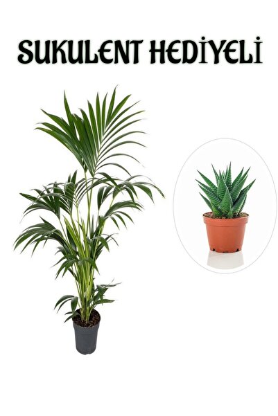serada decor & plant Canlı Yapraklı Areka-Areca Salon Palmiyesi Sevgililer Gü...