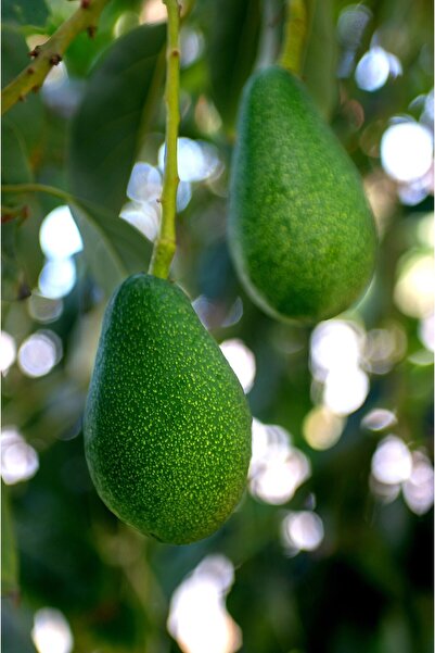 MYANAMUR 1 Kg Yerli Avokado - Anamur'dan Taze Hasat