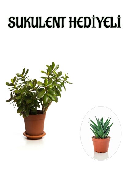 Bitkim Sende Hediyelik Parlak Yapraklı Şans Para Ağacı Bitkisi Fidanı Sukulen...