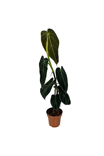 Betonish Philodendron Melanochrysum