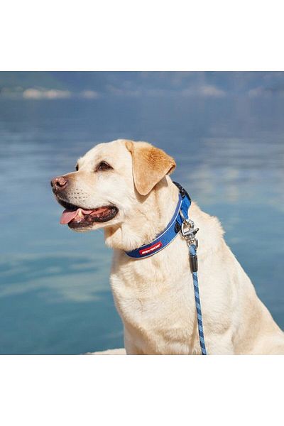 Ezydog Neo Classic Collar - Blue