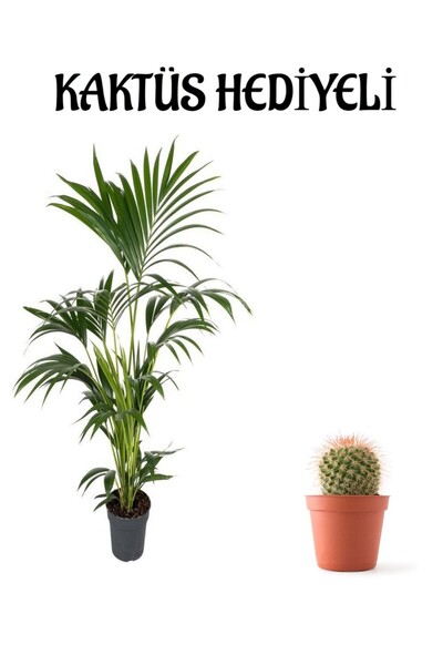 serada decor & plant Canlı Yapraklı Areka-Areca Salon Palmiyesi Sevgililer Gü...