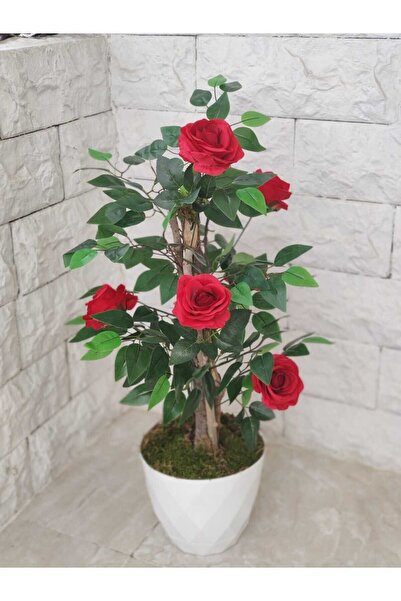 Cennet Home Kırmızı Gül Ağacı Beyaz lüks saksıda doğal görünümlü Çalılı