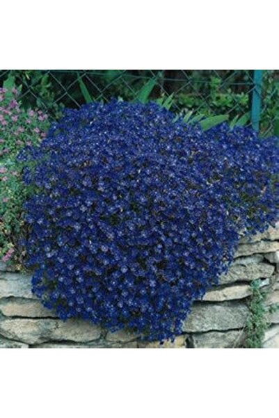 GARDENYA TOHUMCULUK 10 Adet Mavi Renkli Lobelya Çiçeği Tohumu