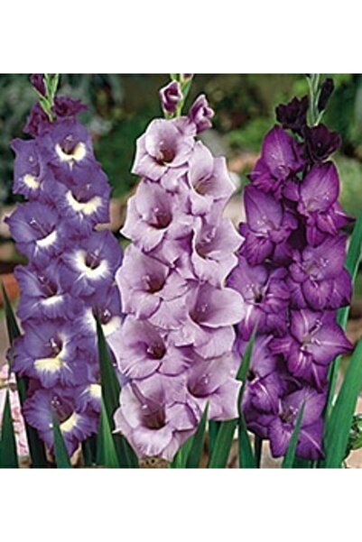 LOBELYA TOHUMCULUK Karışık Renkli Glayör Çiçeği Soğanı 5 Adet