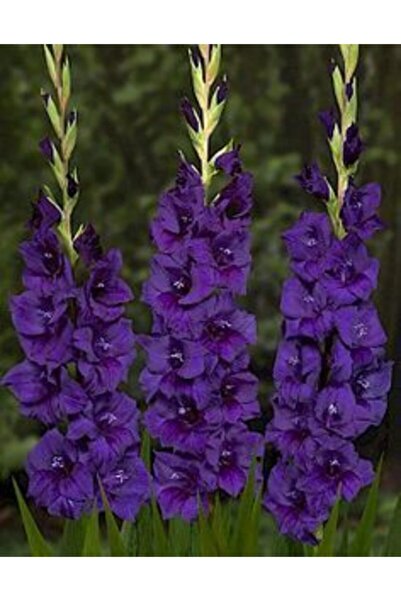 LOBELYA TOHUMCULUK Koyu Mor Renkli Kokulu Glayör Çiçeği Soğanı 5 Adet