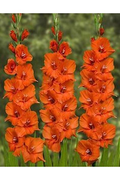 LOBELYA TOHUMCULUK 3 Adet Turuncu Renkli Kokulu Glayör Çiçeği Soğanı