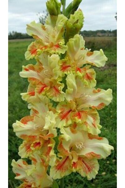 LOBELYA TOHUMCULUK 3 Adet Ithal Fırfırlı Glayör Çiçeği Soğanı