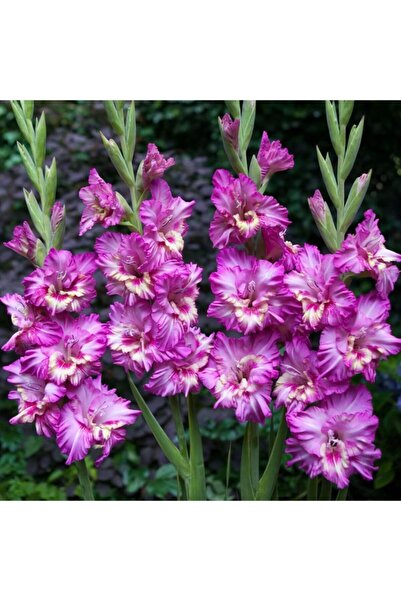 LOBELYA TOHUMCULUK 5 Adet Mor Renkli Fırfırlı Glayör Çiçeği Soğanı