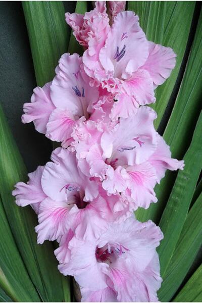 LOBELYA TOHUMCULUK 5 Adet Soft Lila Renkli Fırfırlı Glayör Çiçeği Soğanı