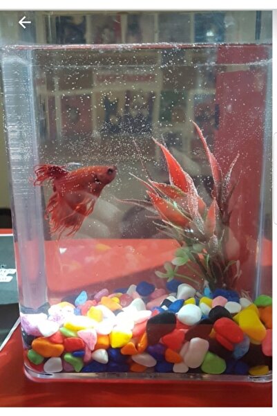 Genel Markalar Ti_sert Betalık Mika Köşeli Fanus 14x10x19,5