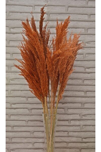 Mimozaçiçek Turuncu Pampas 10 Adet 100 cm