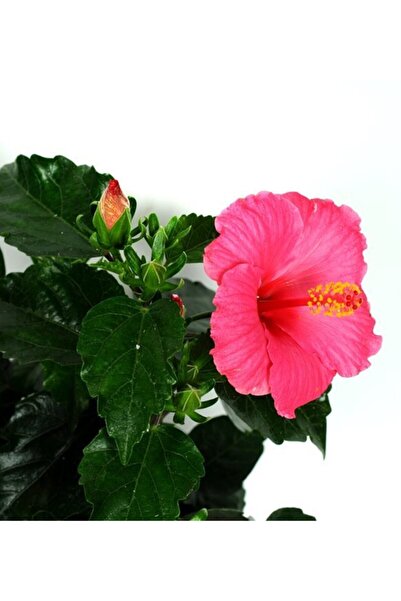 Çiçek sev Japon Gülü Çiçeği Pembe