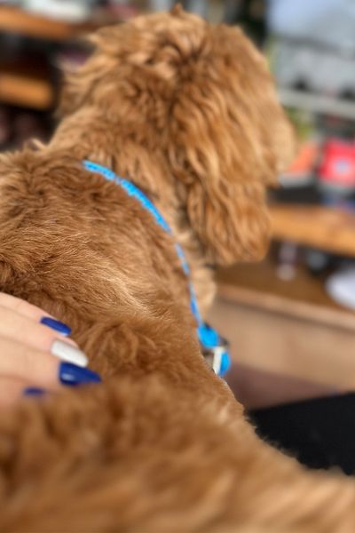 PETSWUU Adjustable Choke Dog Training Obedience Neck Collar with Stopper