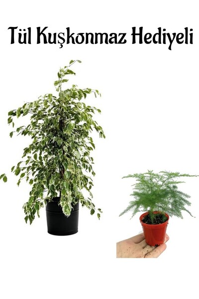 serada decor & plant Parlak Yapraklı Alacalı Benjamin Bitkisi Anneler Gününe ...