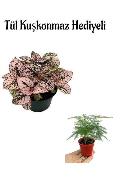 Bitkim Sende Zarif Yapraklı Pembe Hostes Çiçeği Sevgililer Gününe Özel Tül Ku...