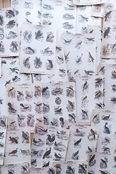 Mona Craftist 42 Adet Eskitme Vintage Kitap Sayfası Kuş Temalı Scrapbook Kağı...
