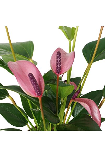 Fintarla Anthurium Andraeanum Lila Antoryum 35-40 Cm Ev Ofis Salon Bitkisi