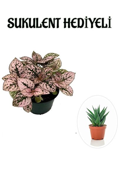 serada decor & plant Toz Pembe Zarif Yapraklı Hostes Çiçeği Sevgililer Gününe...