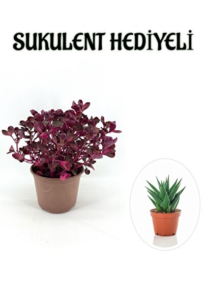 Bitkim Sende Sevgililer Gününe Özel Çingene Şalvarı|İresine Herbtis Bitkisi S...