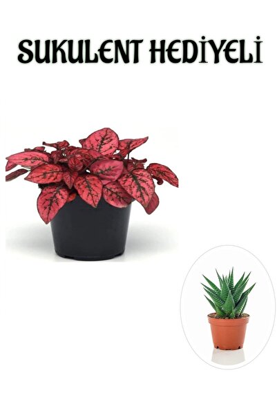 serada decor & plant Kırmızı Renk Zarif Yapraklı Hostes Çiçeği Sevgililer Gün...