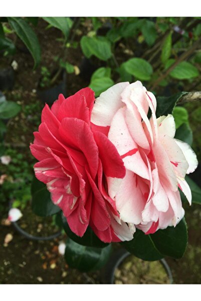 CC Kamelya Kırmızı Beyaz 3 Renk Açar ( 50-80 ) cm Özel Ürün
