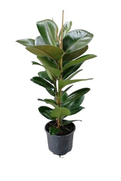 Bitkim Sende Parlak Yapraklı Yeşil Kauçuk Bitkisi Kadınlar Gününe Özel Tül Ku...